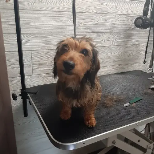 kutyakozmetika-zuglo-munkaim-20210719_143459