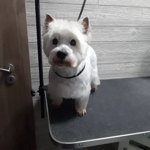 kutyakozmetika-zuglo-munkaim-20211029_171417