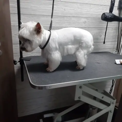 kutyakozmetika-zuglo-munkaim-20211029_171545