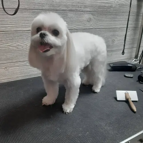 kutyakozmetika-zuglo-munkaim-20211116_175406