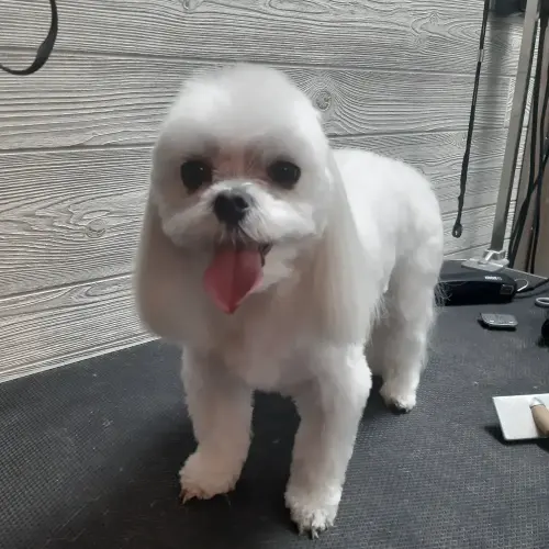 kutyakozmetika-zuglo-munkaim-20211116_175444