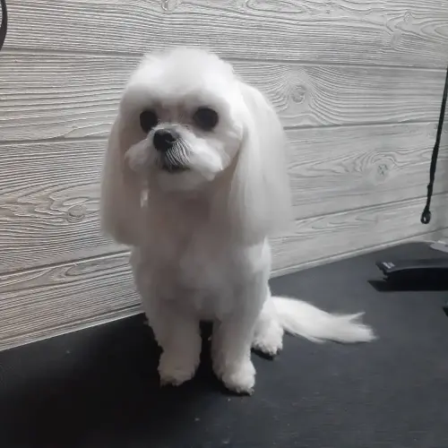 kutyakozmetika-zuglo-munkaim-20211116_175750