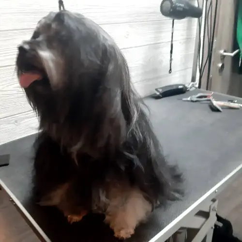 kutyakozmetika-zuglo-munkaim-20220114_162329