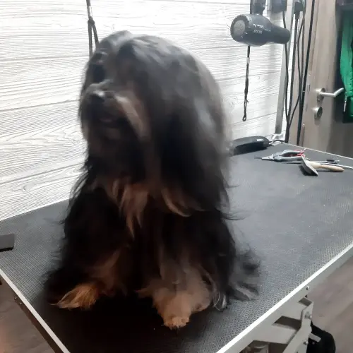 kutyakozmetika-zuglo-munkaim-20220114_162332