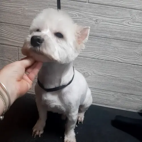 kutyakozmetika-zuglo-munkaim-20220201_173452