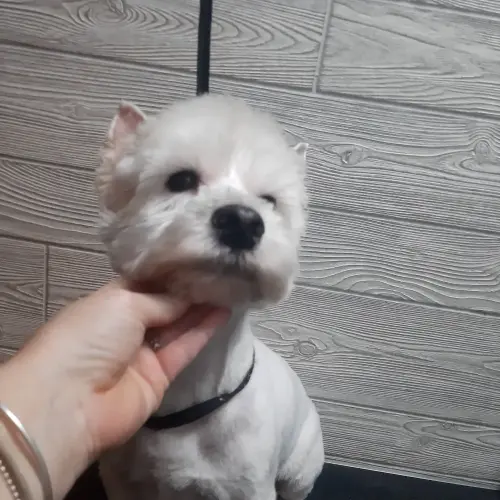 kutyakozmetika-zuglo-munkaim-20220201_173619