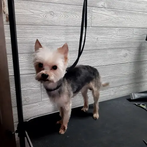 kutyakozmetika-zuglo-munkaim-20220316_143413