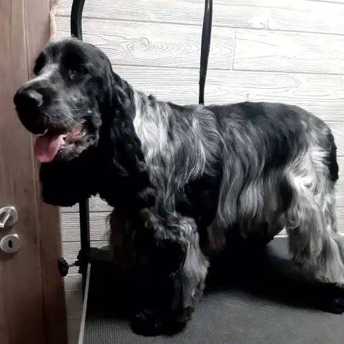 kutyakozmetika-zuglo-munkaim-20220401_161306