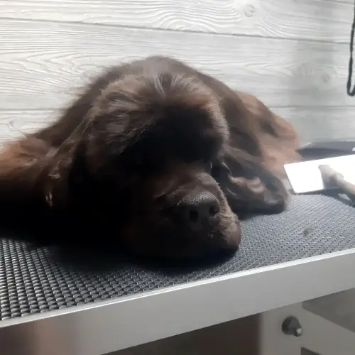 kutyakozmetika-zuglo-munkaim-20220429_134859