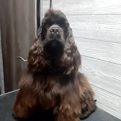 kutyakozmetika-zuglo-munkaim-20220602_183144