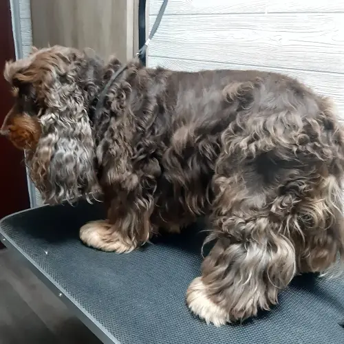 kutyakozmetika-zuglo-munkaim-20220704_130146