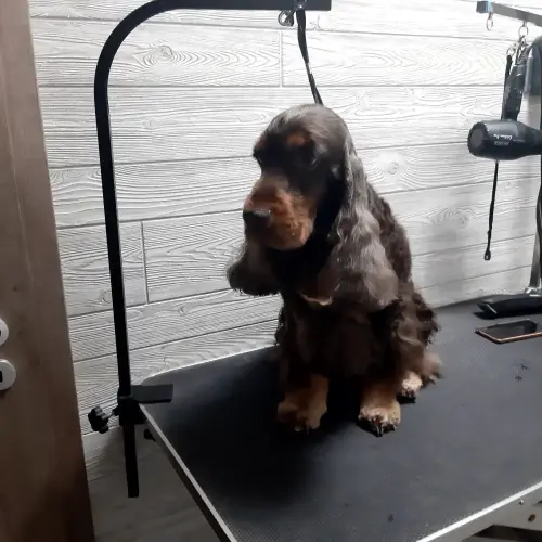 kutyakozmetika-zuglo-munkaim-20220704_150548