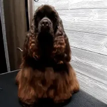 kutyakozmetika-zuglo-munkaim-20220905_141547