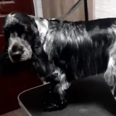 kutyakozmetika-zuglo-munkaim-20221222_133910