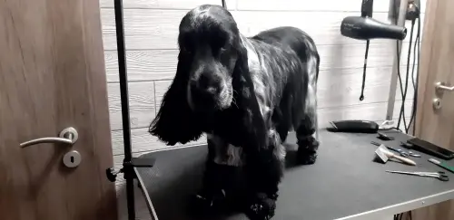 kutyakozmetika-zuglo-munkaim-20221222_133930