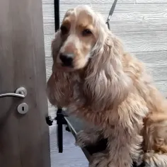 kutyakozmetika-zuglo-munkaim-20230210_150755