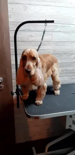 kutyakozmetika-zuglo-munkaim-20230210_172525