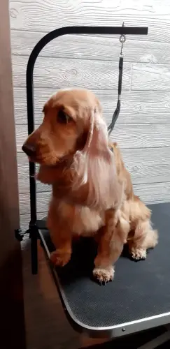 kutyakozmetika-zuglo-munkaim-20230210_172549