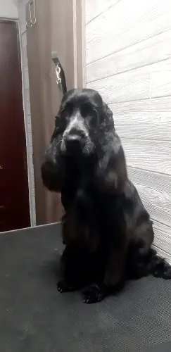 kutyakozmetika-zuglo-munkaim-20230413_174712