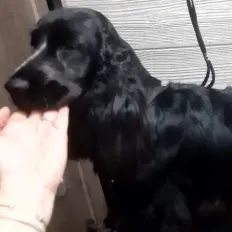 kutyakozmetika-zuglo-munkaim-20230413_174848