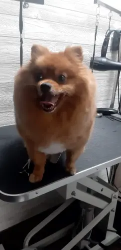 kutyakozmetika-zuglo-munkaim-20230615_160129