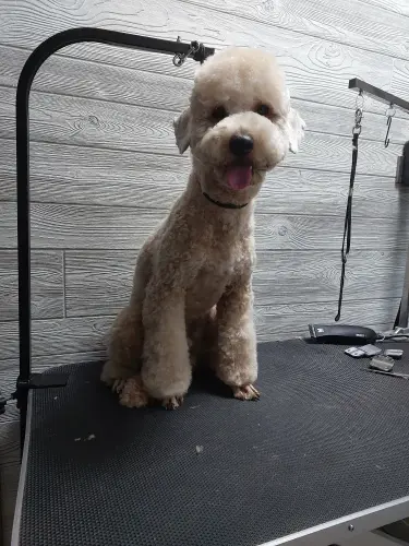 kutyakozmetika-zuglo-munkaim-20230718_173846