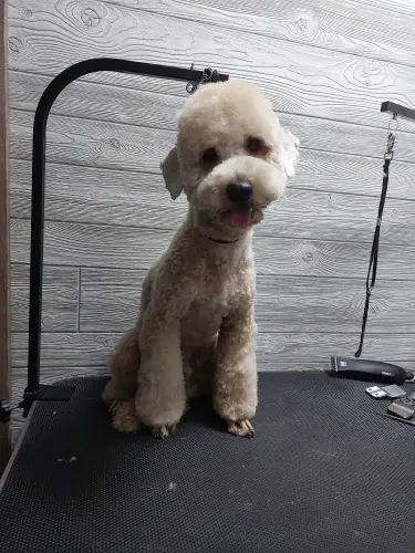 kutyakozmetika-zuglo-munkaim-20230718_173851